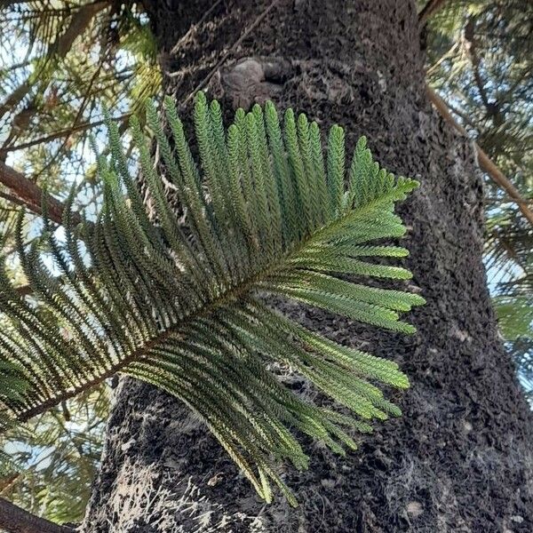 Araucaria heterophylla Blad