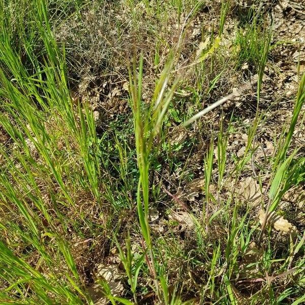 Brachypodium distachyon Blatt