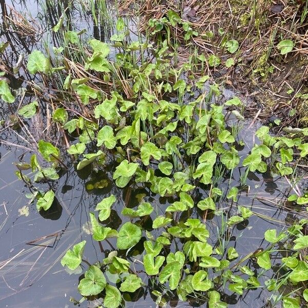 Caltha palustris Costuma