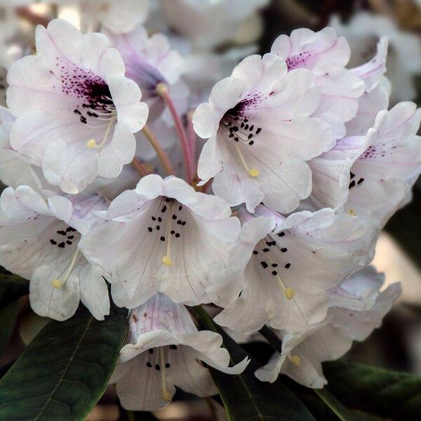 Rhododendron coriaceum फूल