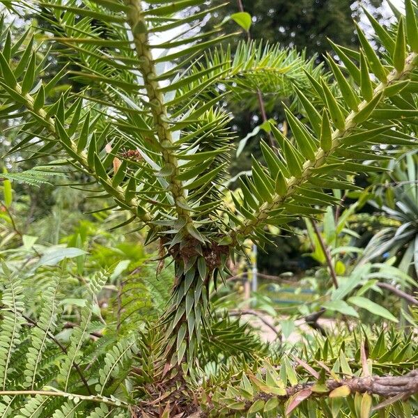 Araucaria angustifolia 整株植物