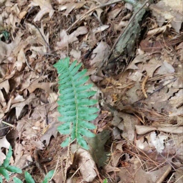 Polystichum acrostichoides Blad