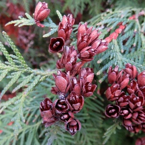 Thuja occidentalis Vrucht