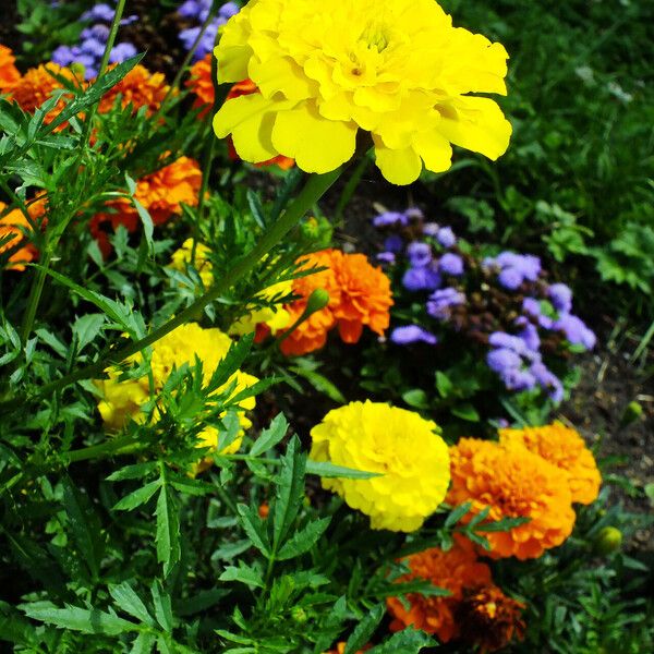 Tagetes erecta 整株植物