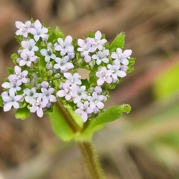 Valeriana eriocarpa Kukka