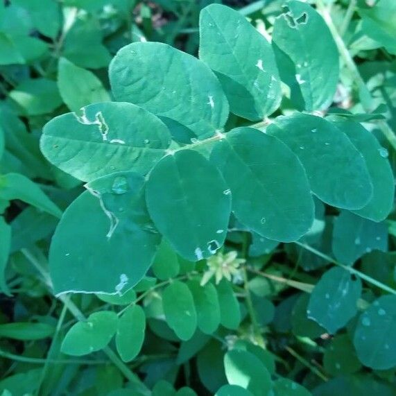 Astragalus glycyphyllos Folha