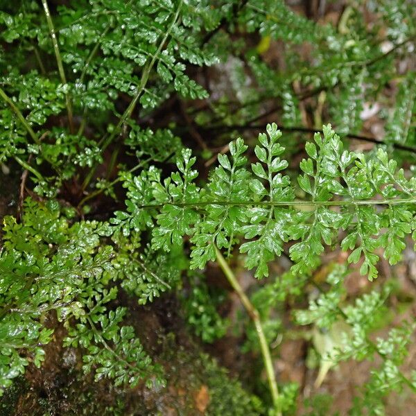 Asplenium abyssinicum Leaf