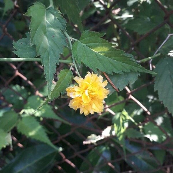 Kerria japonica Flower