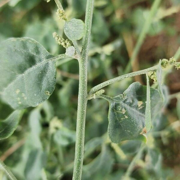 Chenopodium vulvaria Bark