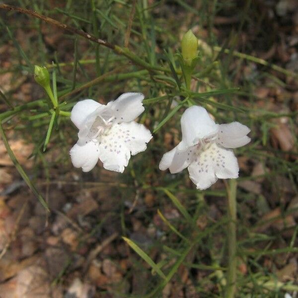 Eremophila bignoniflora (Bignonia emu-bush)
