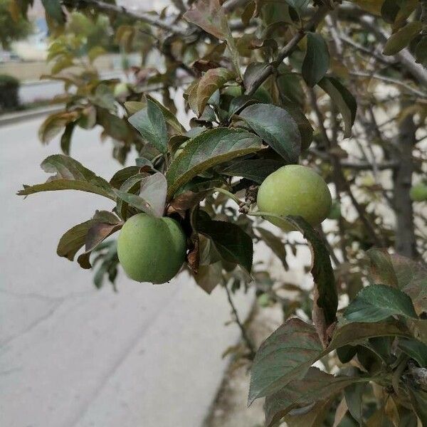 Prunus domestica Ovoce