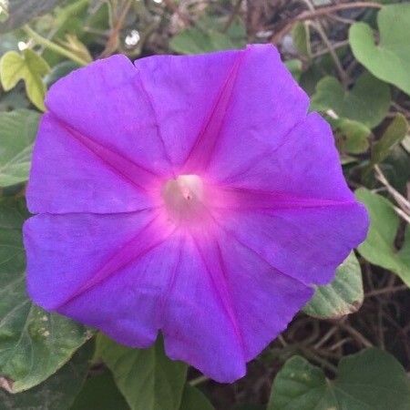 Ipomoea indica その他の提案