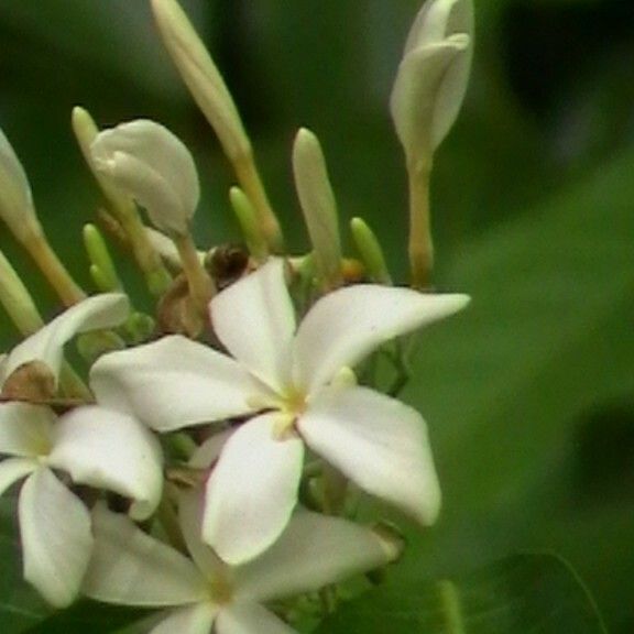 Saba senegalensis 花