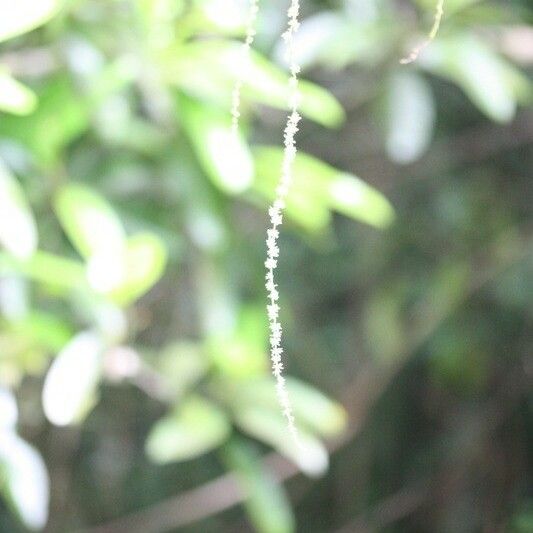 Boehmeria japonica Flower