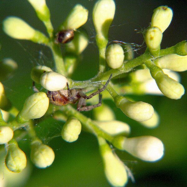 Ligustrum robustum 花