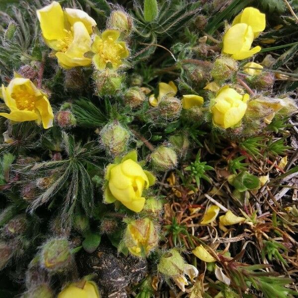 Potentilla hirta Кветка