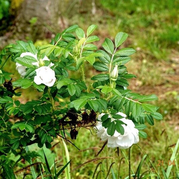 Rosa rugosa 整株植物