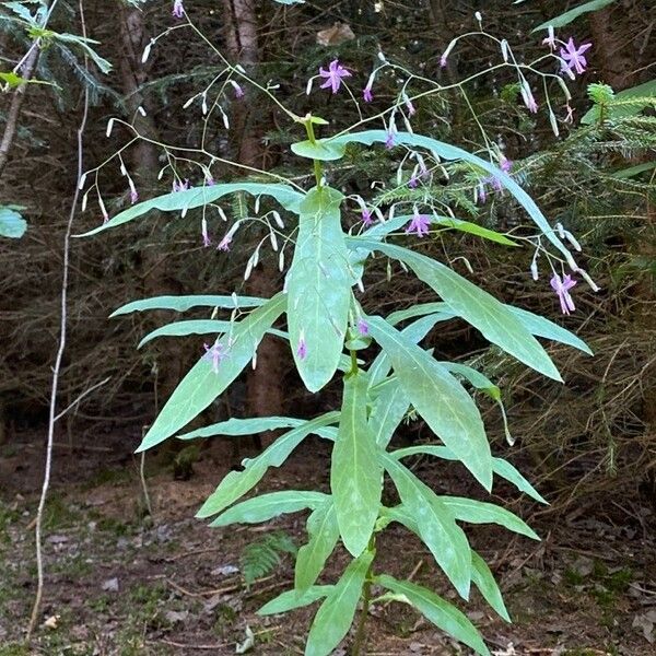 Prenanthes purpurea Vivejo