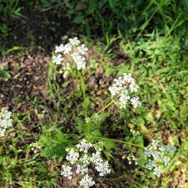 Anthriscus sylvestris Kukka