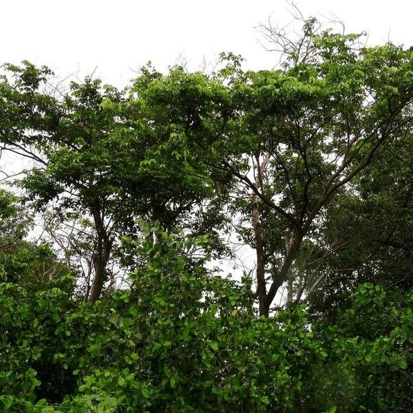 Pterocarpus officinalis Hàbitat