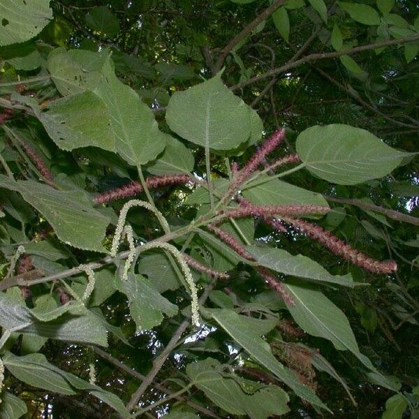 Acalypha macrostachya Habit