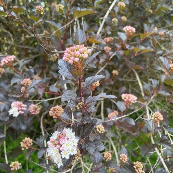 Physocarpus opulifolius Květ