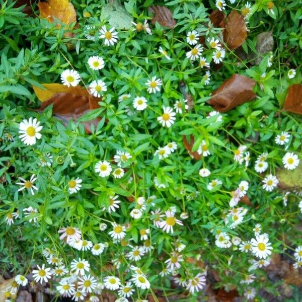 Symphyotrichum lanceolatum Цветок