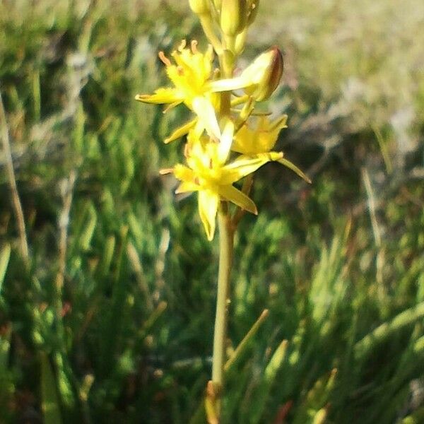 Narthecium ossifragum Flower