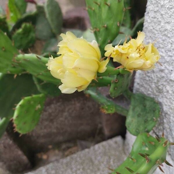 Opuntia humifusa 花