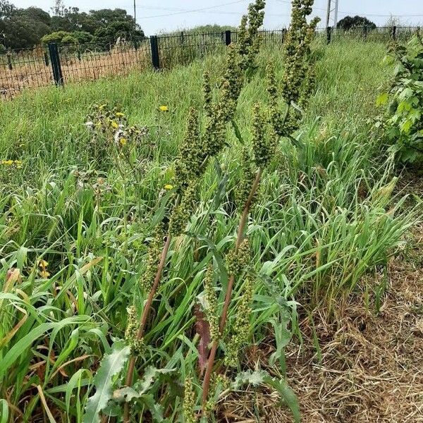 Rumex longifolius Облик