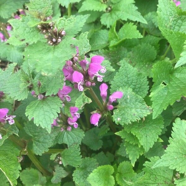 Lamium maculatum 花