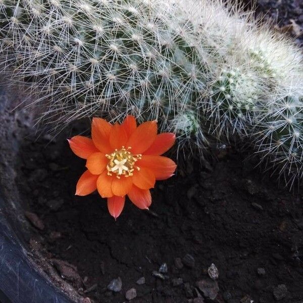 Aylostera fiebrigii Flower