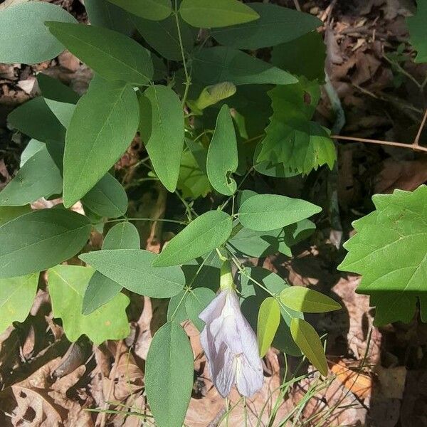 Clitoria mariana Yaprak