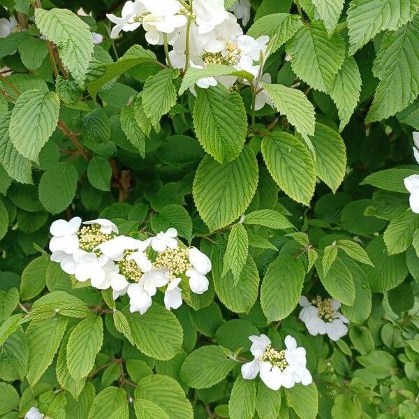 Viburnum plicatum Blad