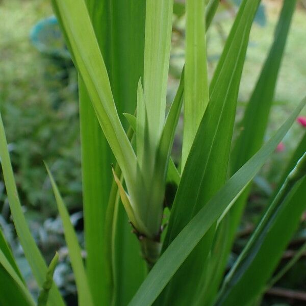 Trimezia steyermarkii 葉