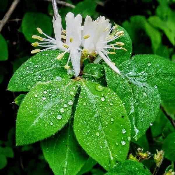 Lonicera japonica Цвят