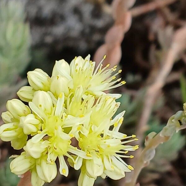 Petrosedum sediforme Цветок