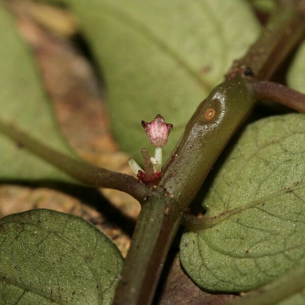 Pilea imparifolia Çiçek