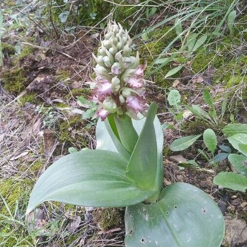 Himantoglossum robertianum Cvet