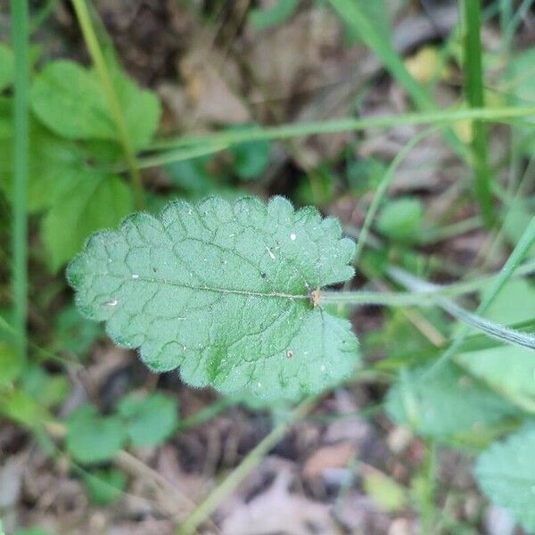 Stachys officinalis 葉