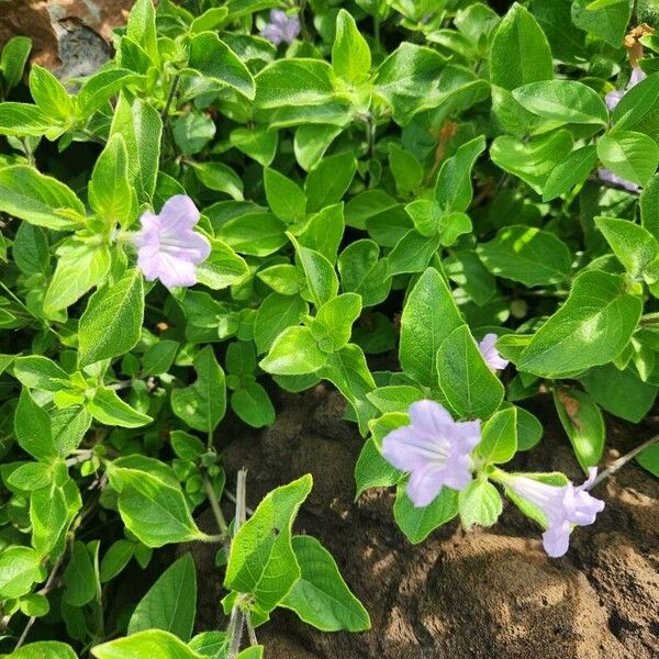 Ruellia prostrata Flor