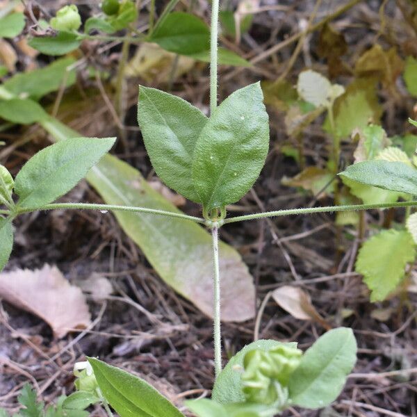 Silene baccifera Folla