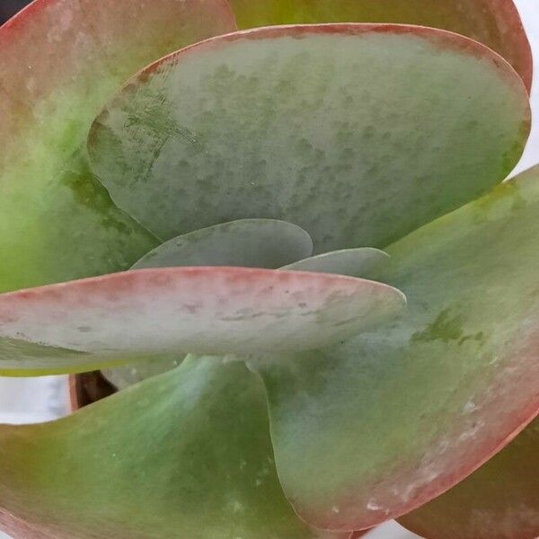 Kalanchoe tetraphylla Fulla