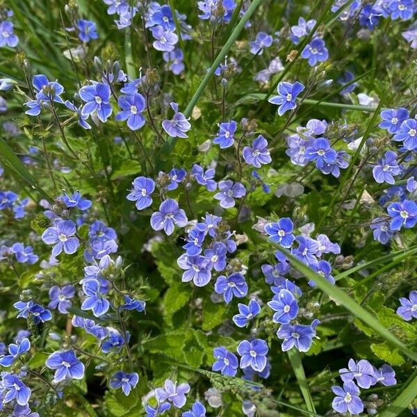 Veronica teucrium Blüte