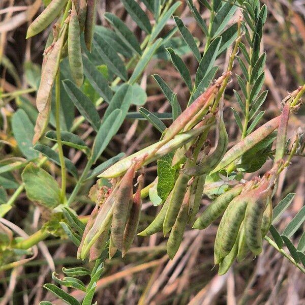 Astragalus atropilosulus Агульны выгляд