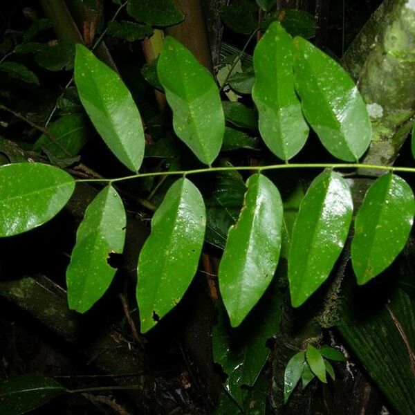 Dalbergia melanocardium Folio