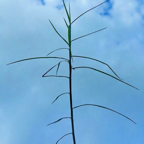 Carex muskingumensis Leaf