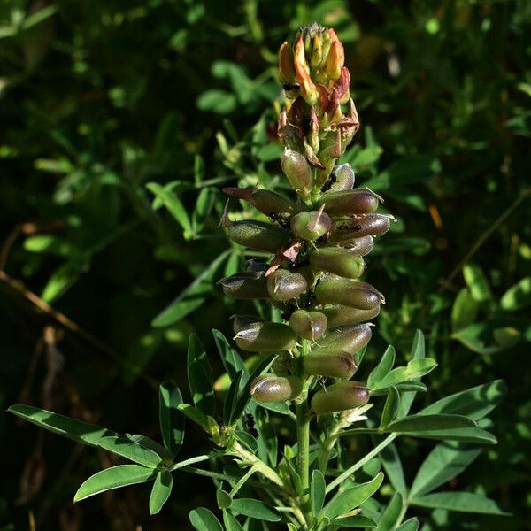 Crotalaria goreensis Habitat