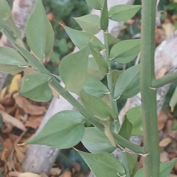 Ruscus aculeatus Leaf