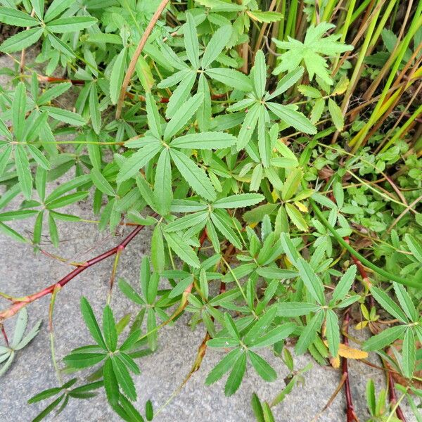 Comarum palustre Habit